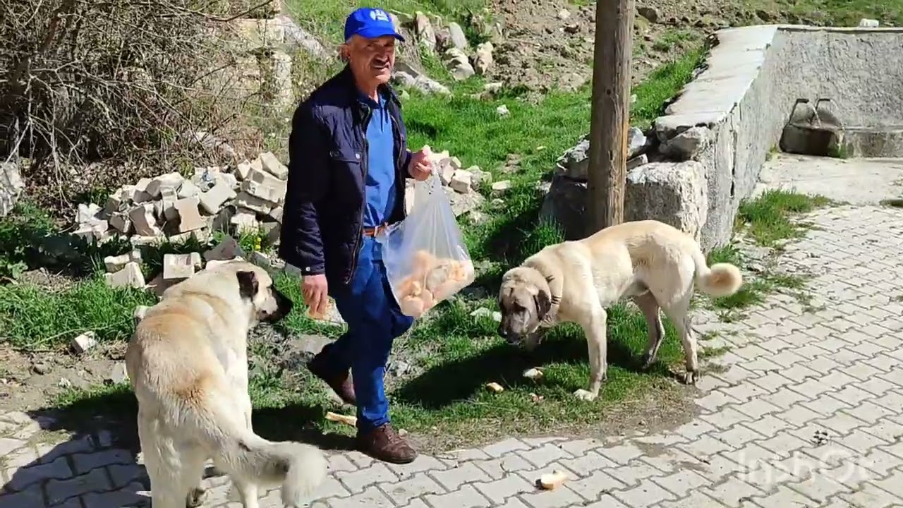 TEVFİKİYE KÖYÜ. ALACA. ÇORUM DOĞDUĞUM TOPRAKLAR