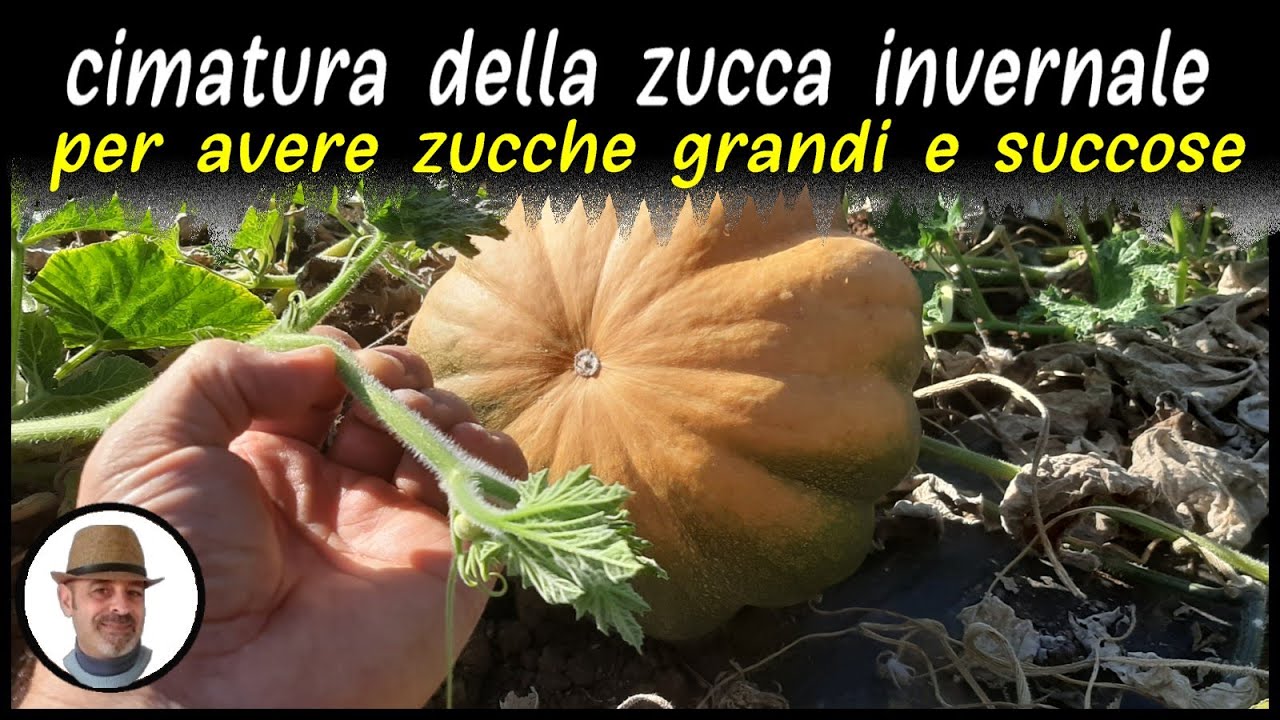 CIMATURA DELLA ZUCCA INVERNALE, spiegata passo passo