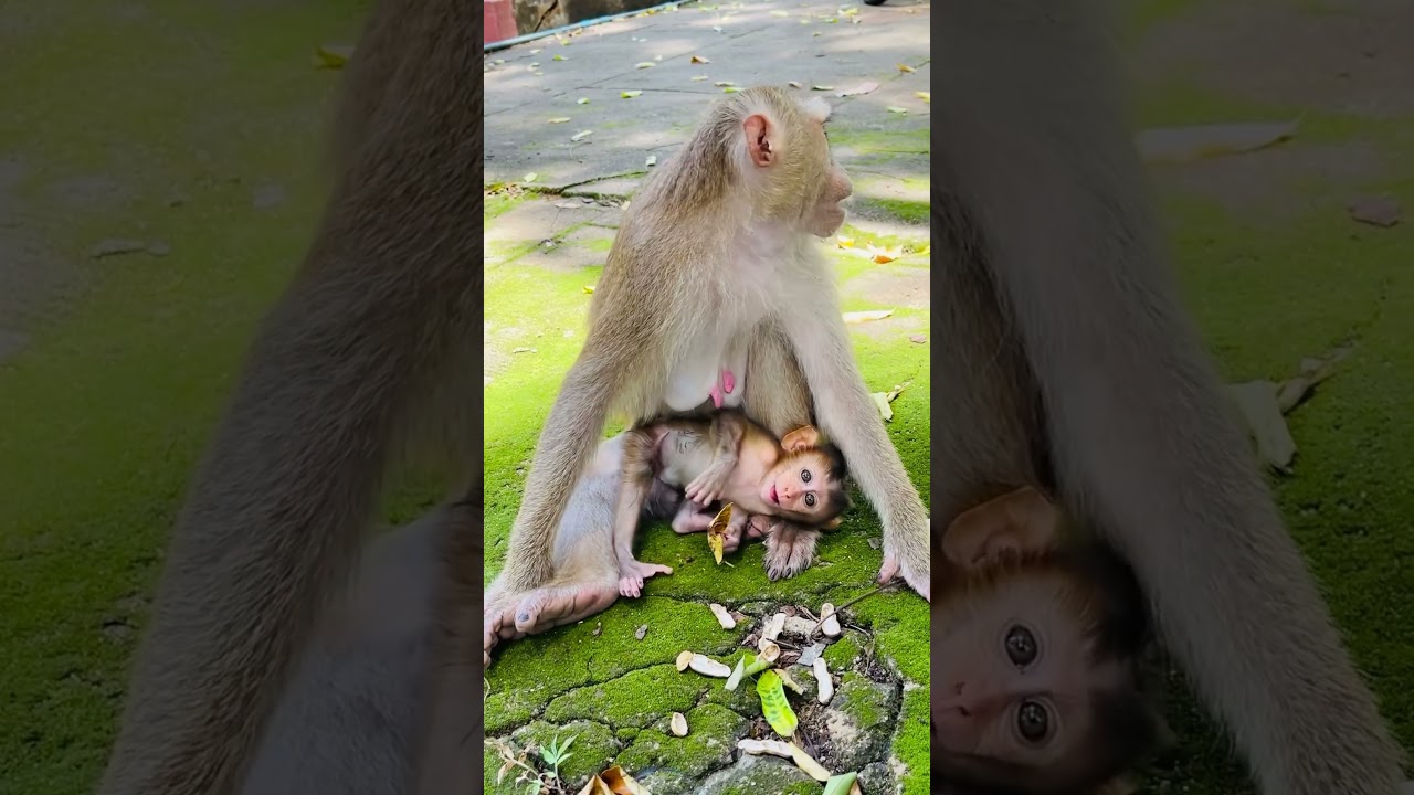 Hello monkey SARIKA and baby monkey SARIKI