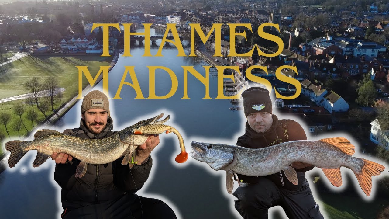 -Lure fishing the River THAMES for hungry PIKE-