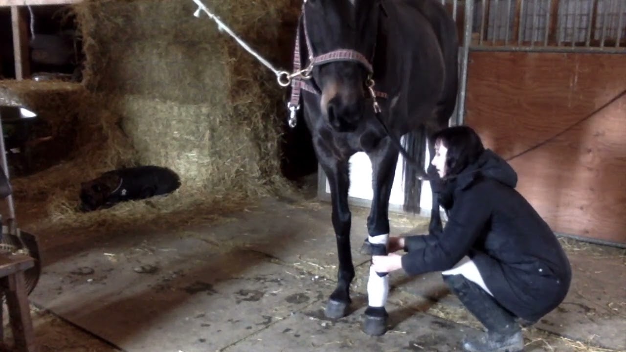 How to: Standing Wraps and Poultice