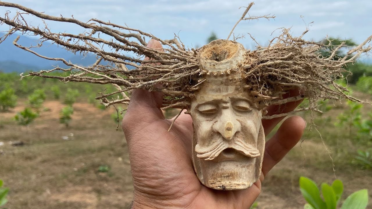 A Rotten Log Becomes a Simple Masterpiece