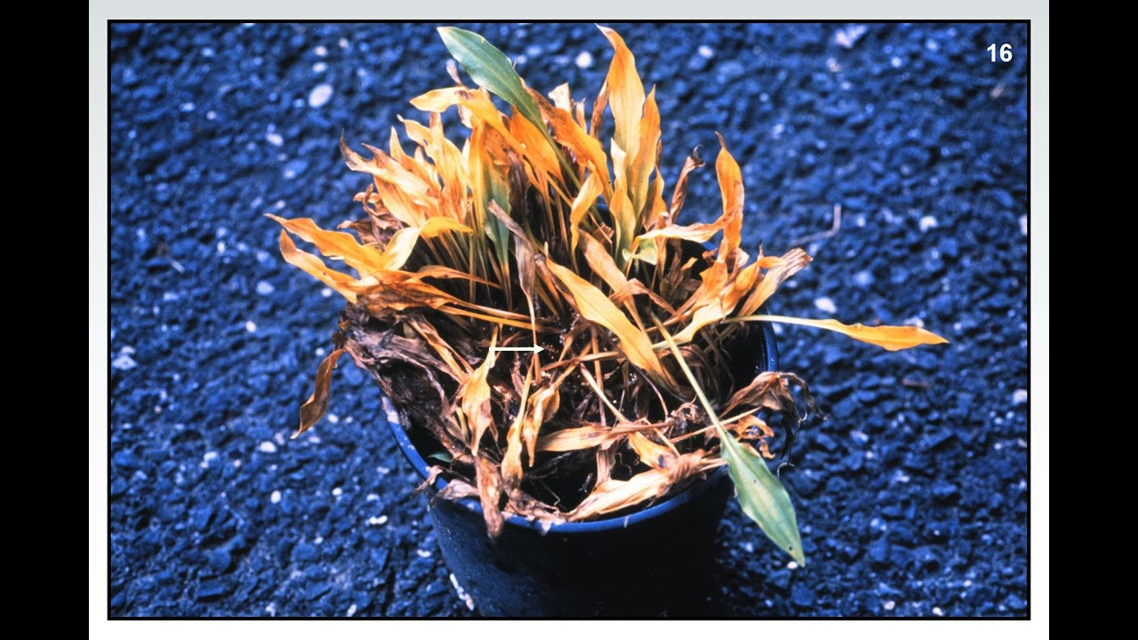 Fundamentals of Plant Diseases- Slide 16 - FUNGI:  SYMPTOMS:  CROWN ROTS