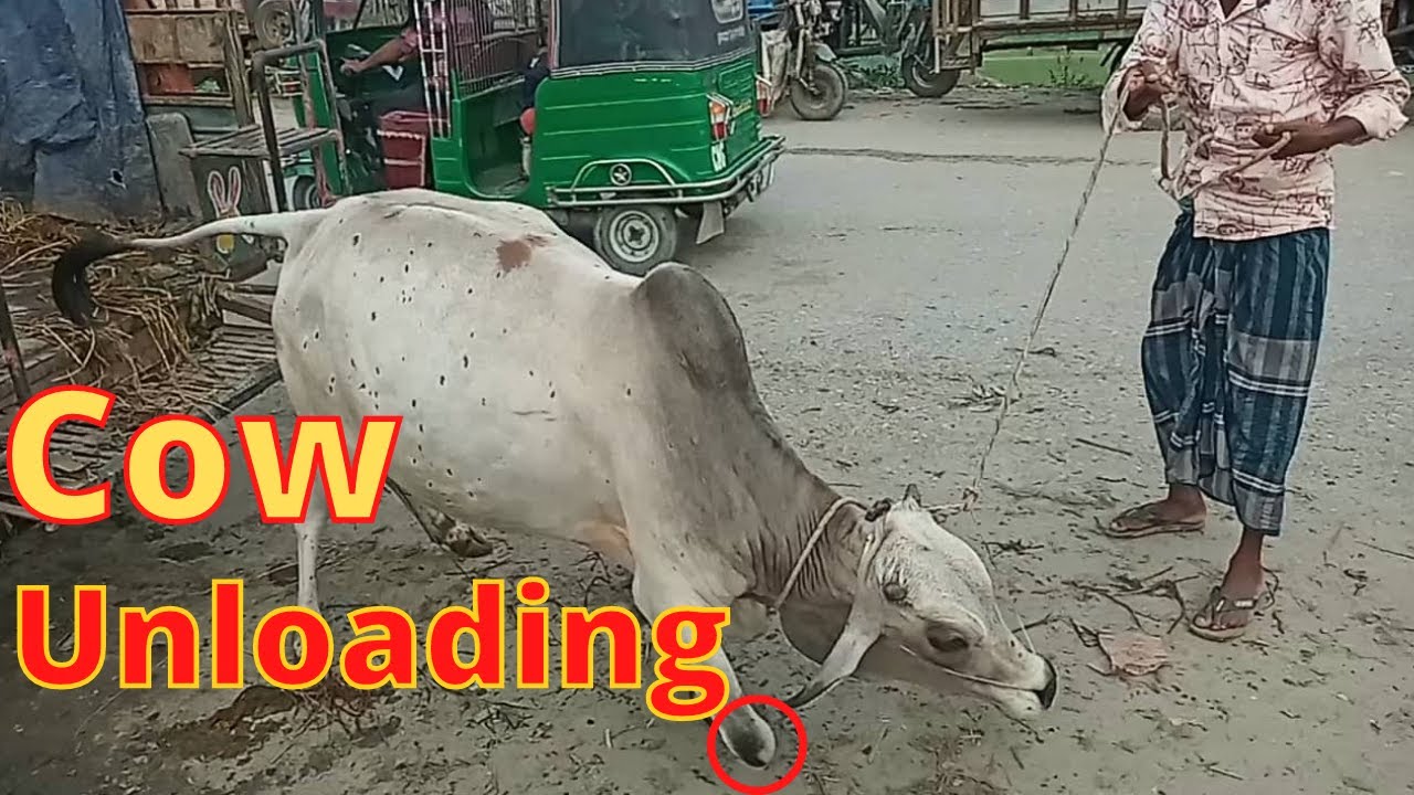 Cow Unloading From tractor | At Very Popular Village Cattle Market | Jamalpur Gorur haat Feri ghat