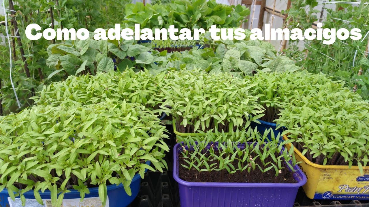 Cómo adelantar almácigos || sacar temprano plantas de #aji y #tomate