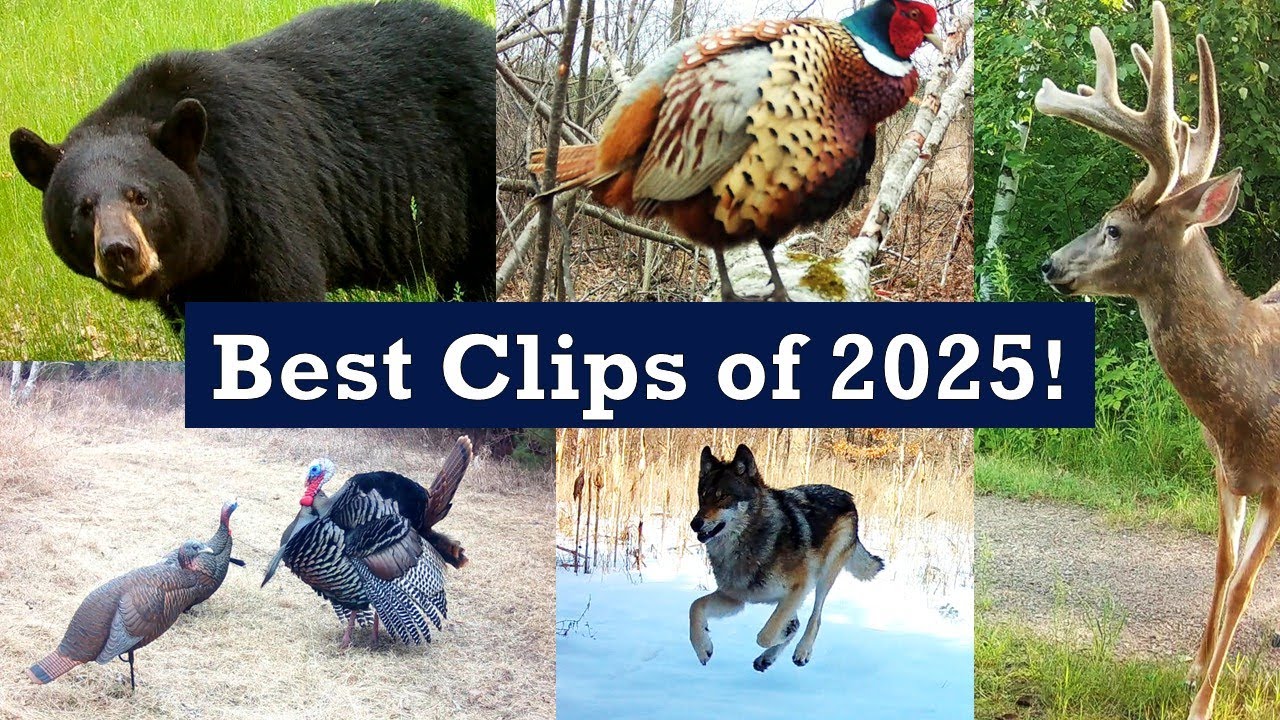 Best Trail Cam Clips of 2025!