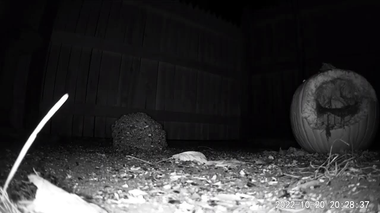 Adventures With Kevbo: Backyard Livestream