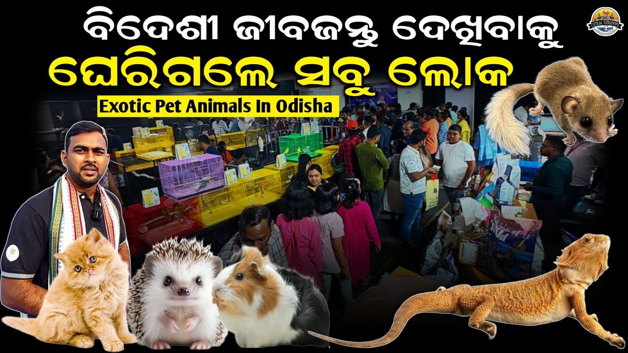 ଗୋଟିଏ ଜାଗାରେ ସବୁ ଜୀବ ଜନ୍ତୁ Exotic pet animal in odisha | Persian Cat | Sugar Glider | Pet Vlog odia
