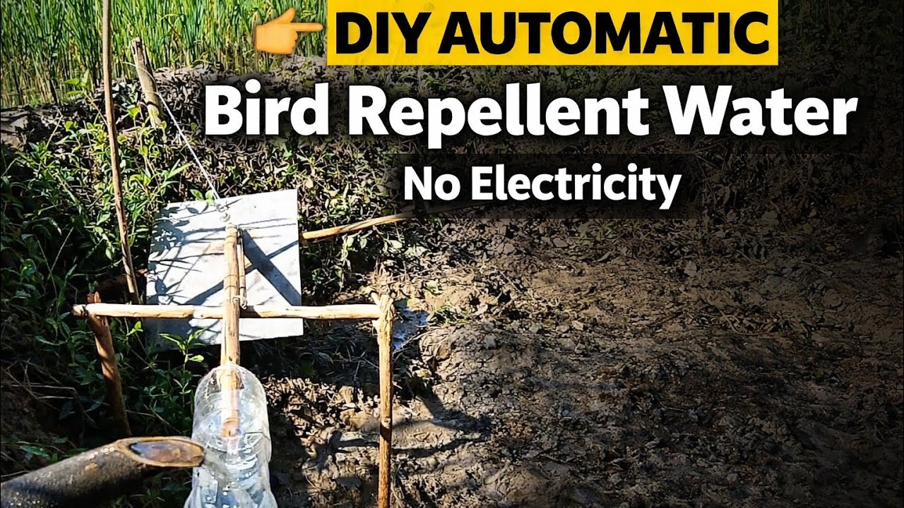 DIY AUTO BIRD REPELLENT Makalumang Paraan Ng Mga Magsasaka Pangtaboy Ng Ibon
