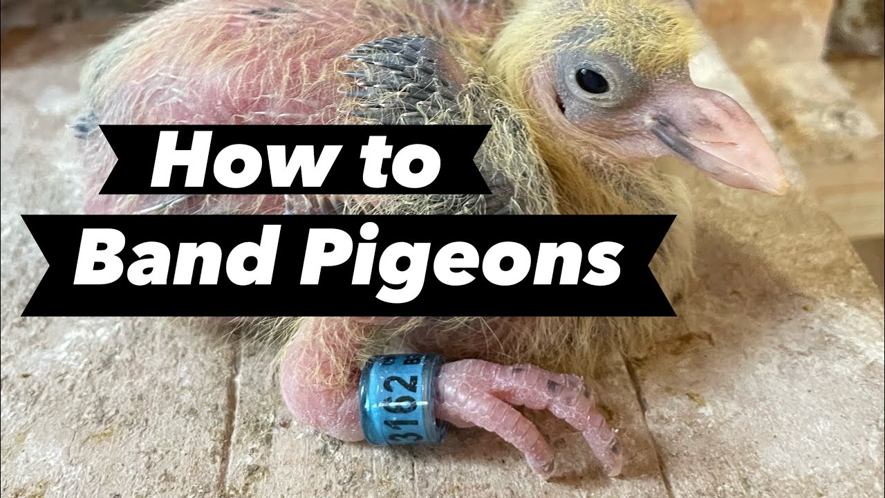 Banding my first round of birds tips & tricks