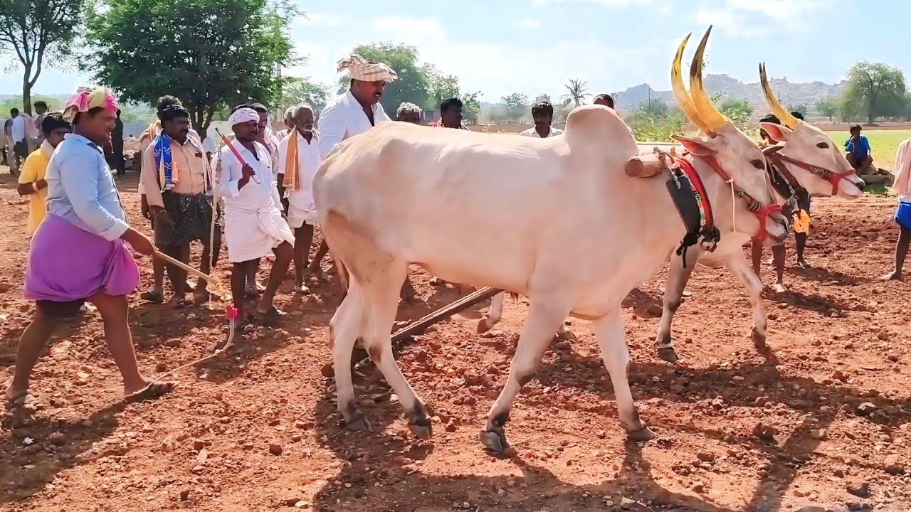 Pattikonda Cattle market | Sold Out price | dheshiya Seema bull's video | pattikonda video's