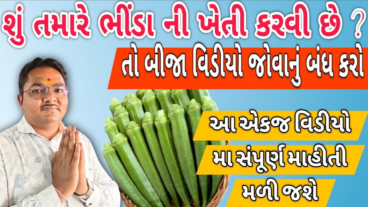 ભીંડા ની ખેતી વિષે સંપૂર્ણ માહીતી એકજ વિડિઓ મા #okra