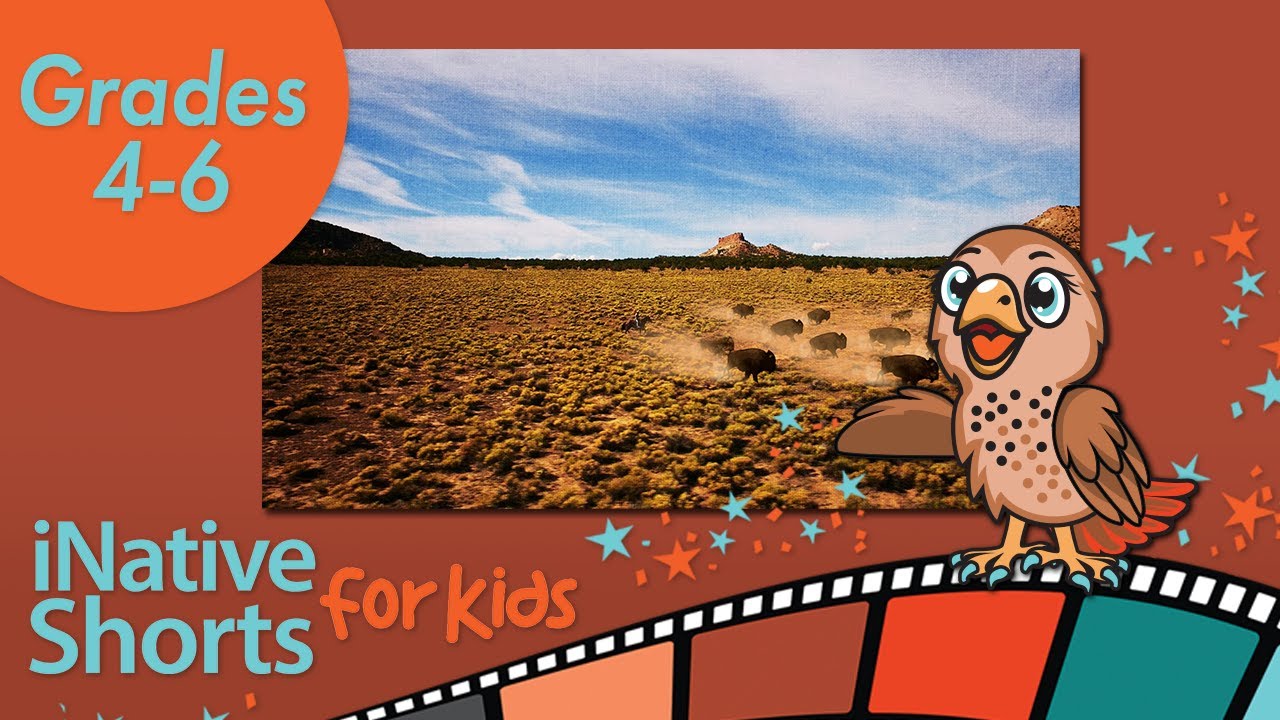 Word Artist | Words from a Bear | iNative Shorts for Kids