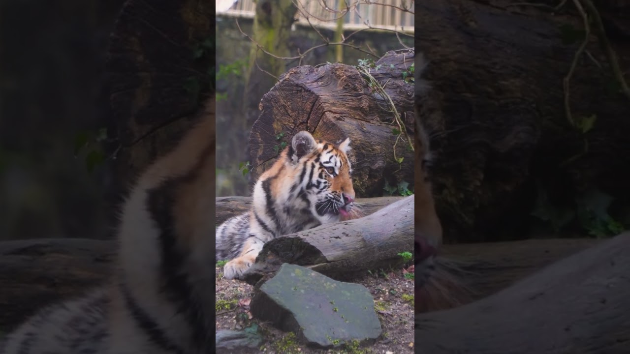 👅 AMOERTIJGERS GEVAARLIJK? | Tijgerjongen in Ouwehands Dierenpark