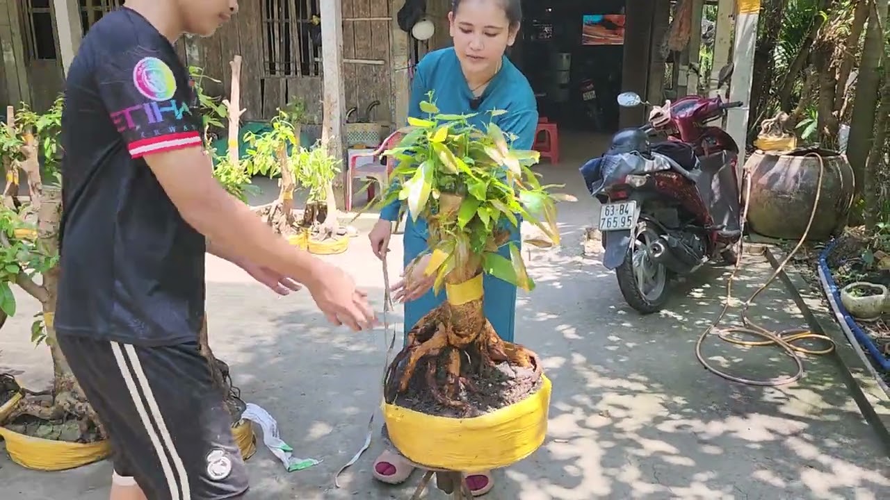 14/3 Chị Linh 0337914541 phôi mai bonsai đẹp hoành to giá nhỏ 