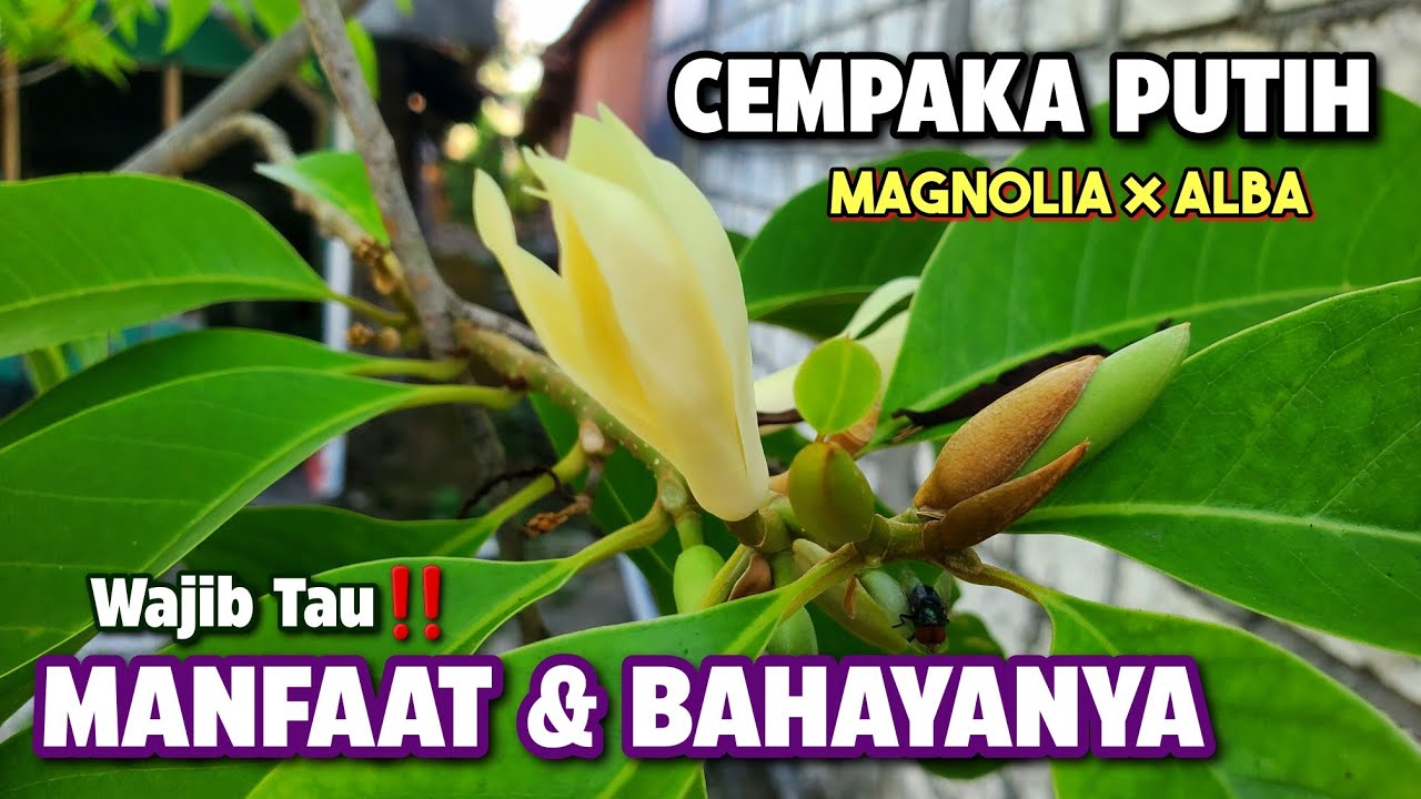 MANFAAT BUNGA CEMPAKA PUTIH & BAHAYANYA ‼️ BUNGA KANTIL | Magnolia × alba #cempakaputih #bungakantil