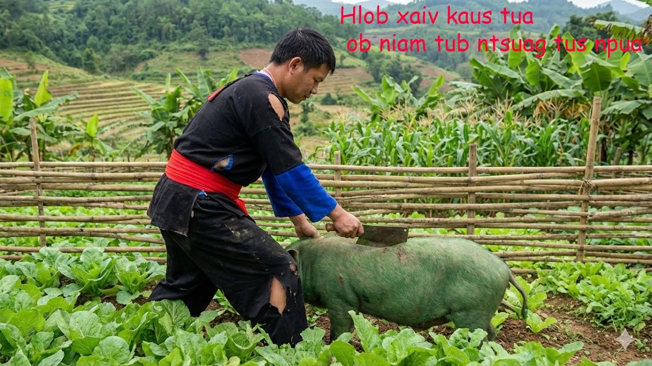 Hlob xaiv kaus tua ob niam tub ntsuag tus npua 