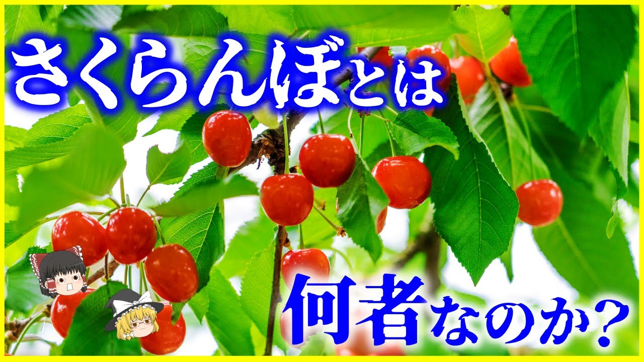 【ゆっくり解説】 桜とさくらんぼの違いは…？「サクランボ」とは何者なのか？を解説/自家不和合性とは？日本のサクランボとアメリカンチェリーの違い