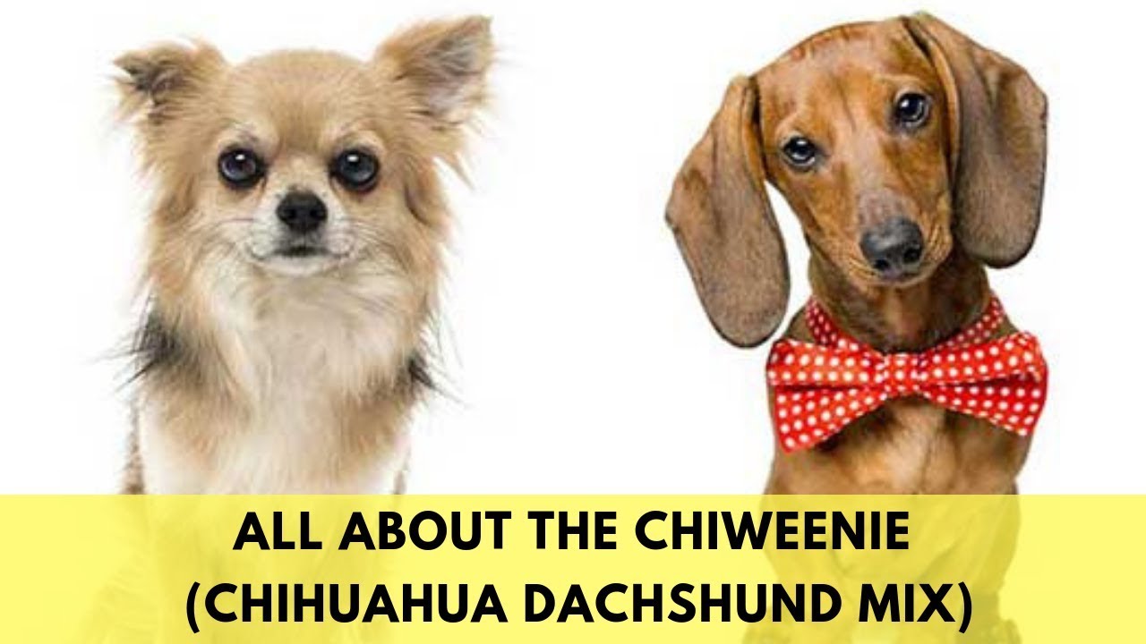 All About The Chiweenie (The Chihuahua Dachshund Mix)