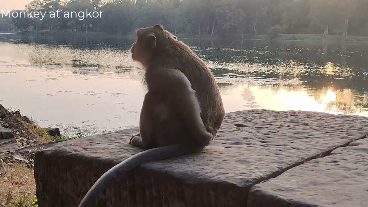 Monkey around Angkor show Monkey life