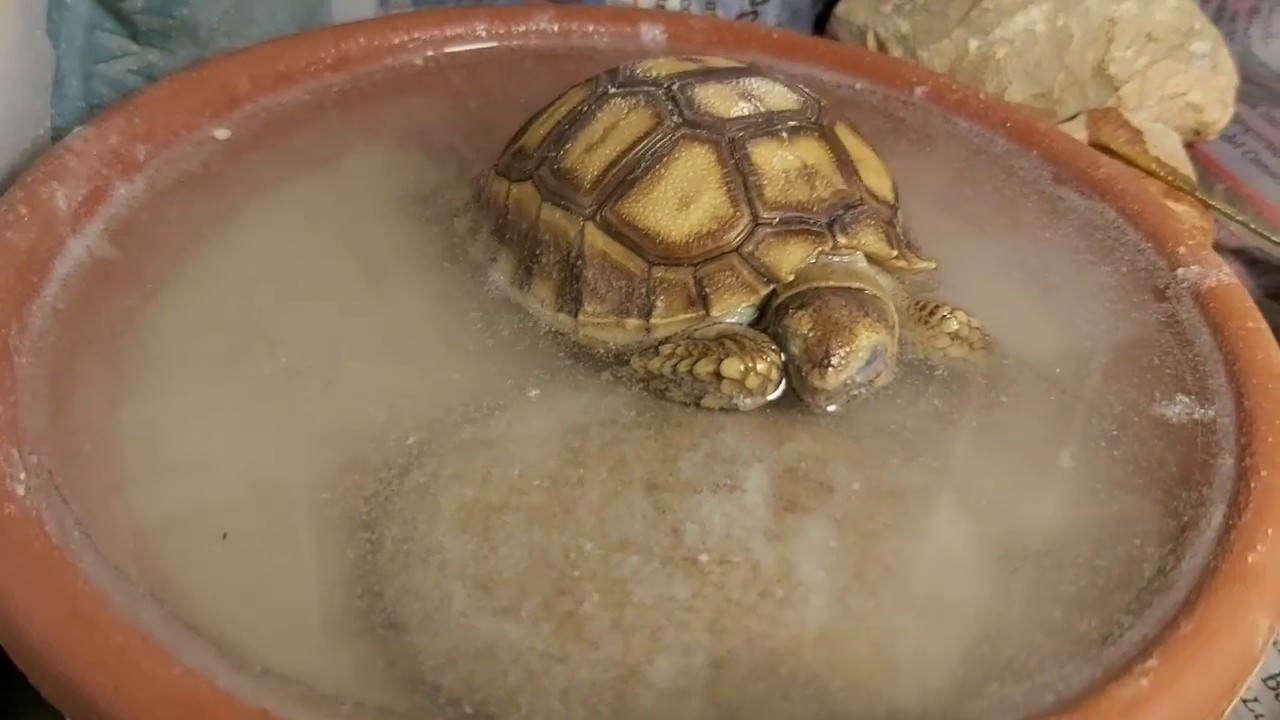 preparar baño Tratamiento tortuga sulcata con calcio+D3 , vitaminas y papilla