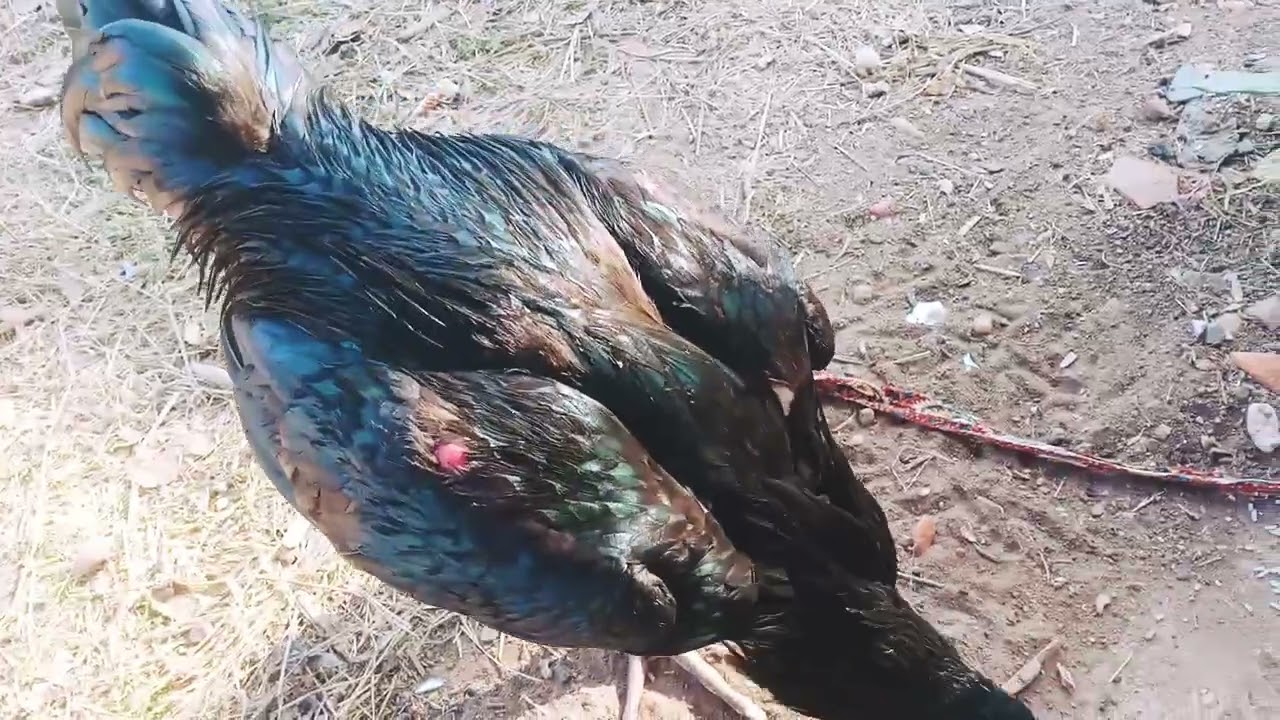สวัสดีครับผมและสบายดีพี่น้องครับผมมีไก่ชนพม่ามาให้รับชมกันครับ
