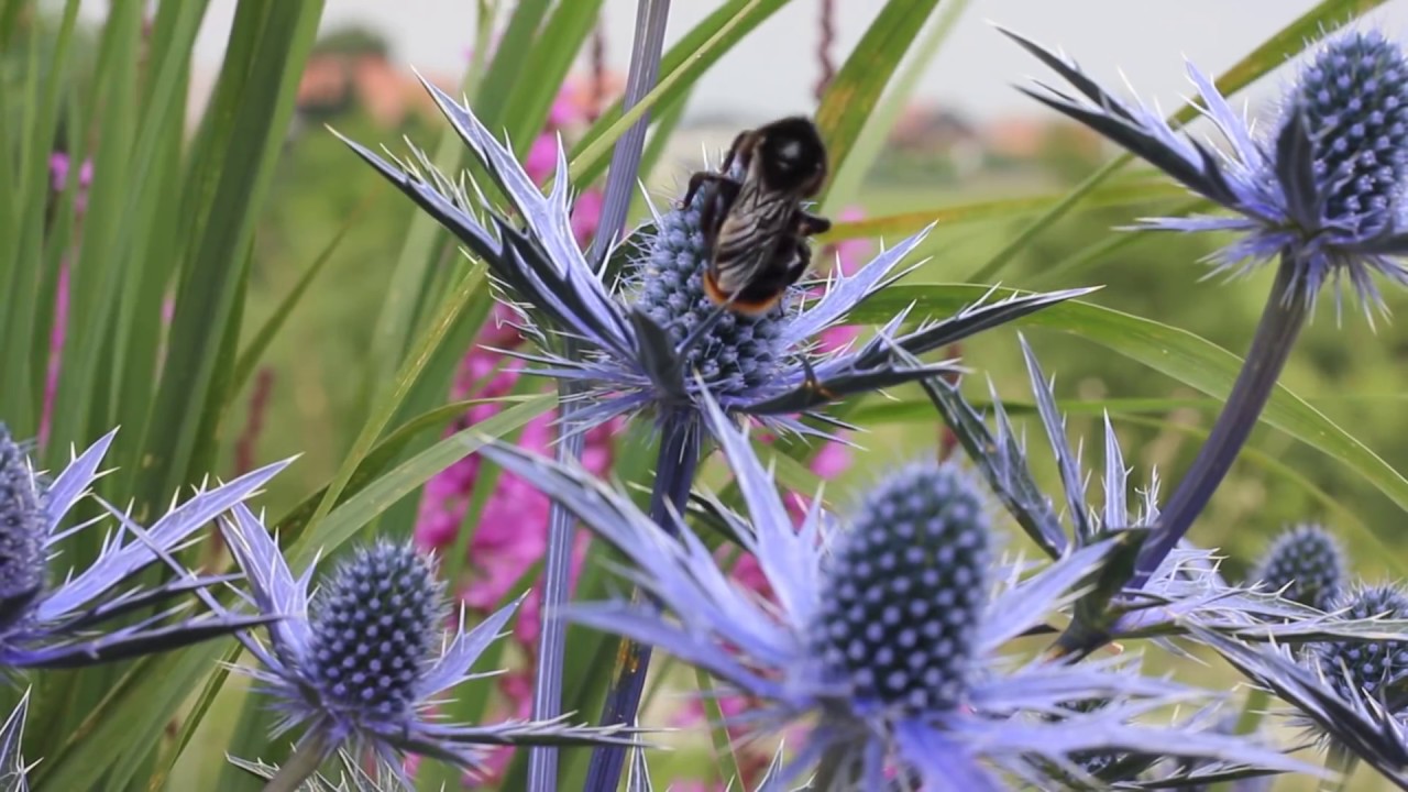 Bienenpflanzen und Insektenpflanzen im Juni