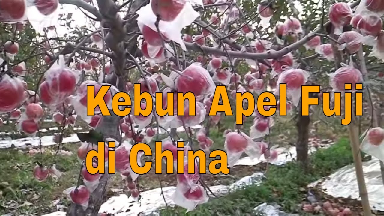 PANEN BUAH APEL FUJI TERBAIK DI CHINA [苹果] || Vlog -- kebun apel