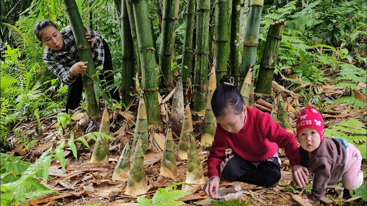 My green forest and my daughter Harvesting bamboo shoots to sell at the market with my daughter.