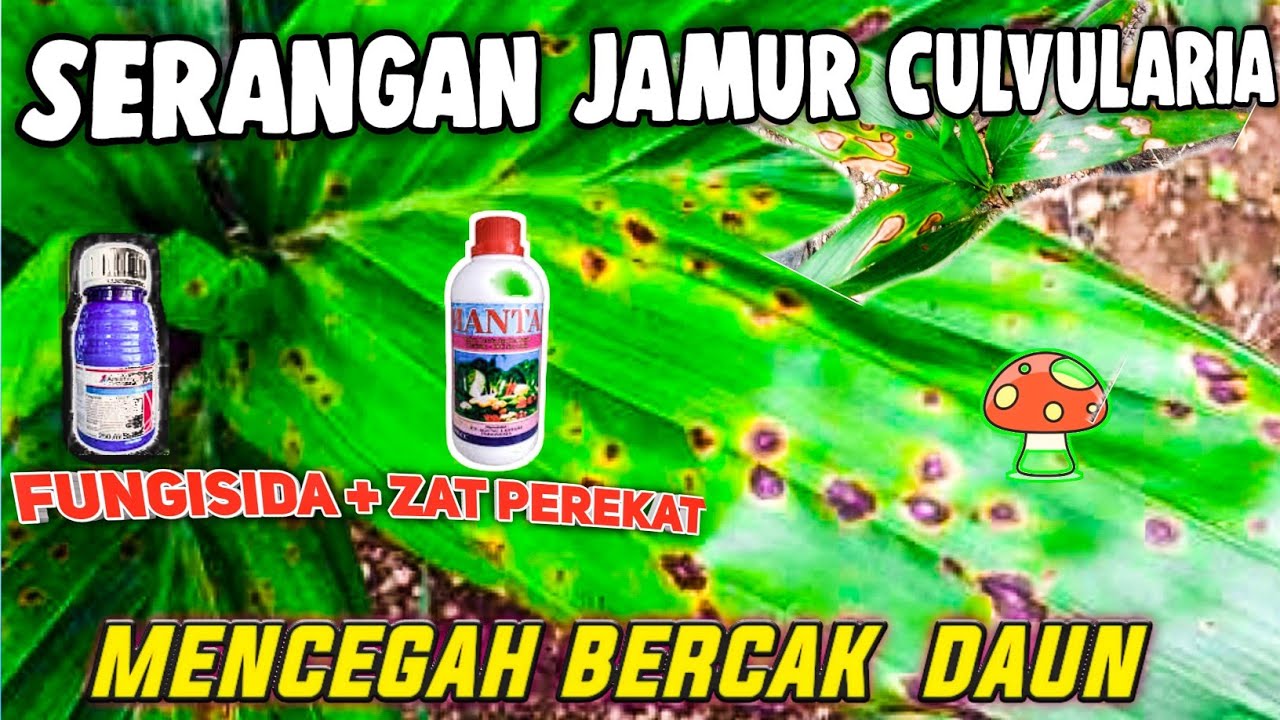 PENANGANAN INDIKASI JAMUR CULVULARIA (BERCAK DAUN) PADA BIBIT KLAPA SAWIT YG TERJANGKIT DENGAN TEPAT