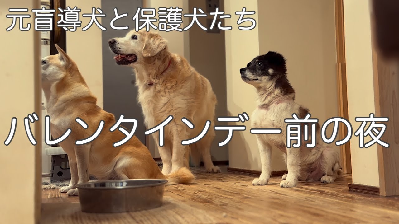 娘の友チョコ作りを見つめるフラッシュ