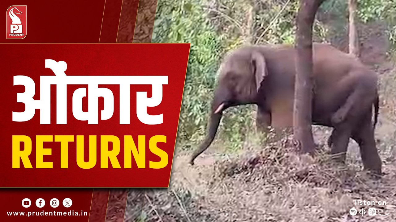 Tusker ‘Omkar’ Is Back, Spotted Near Sasoli