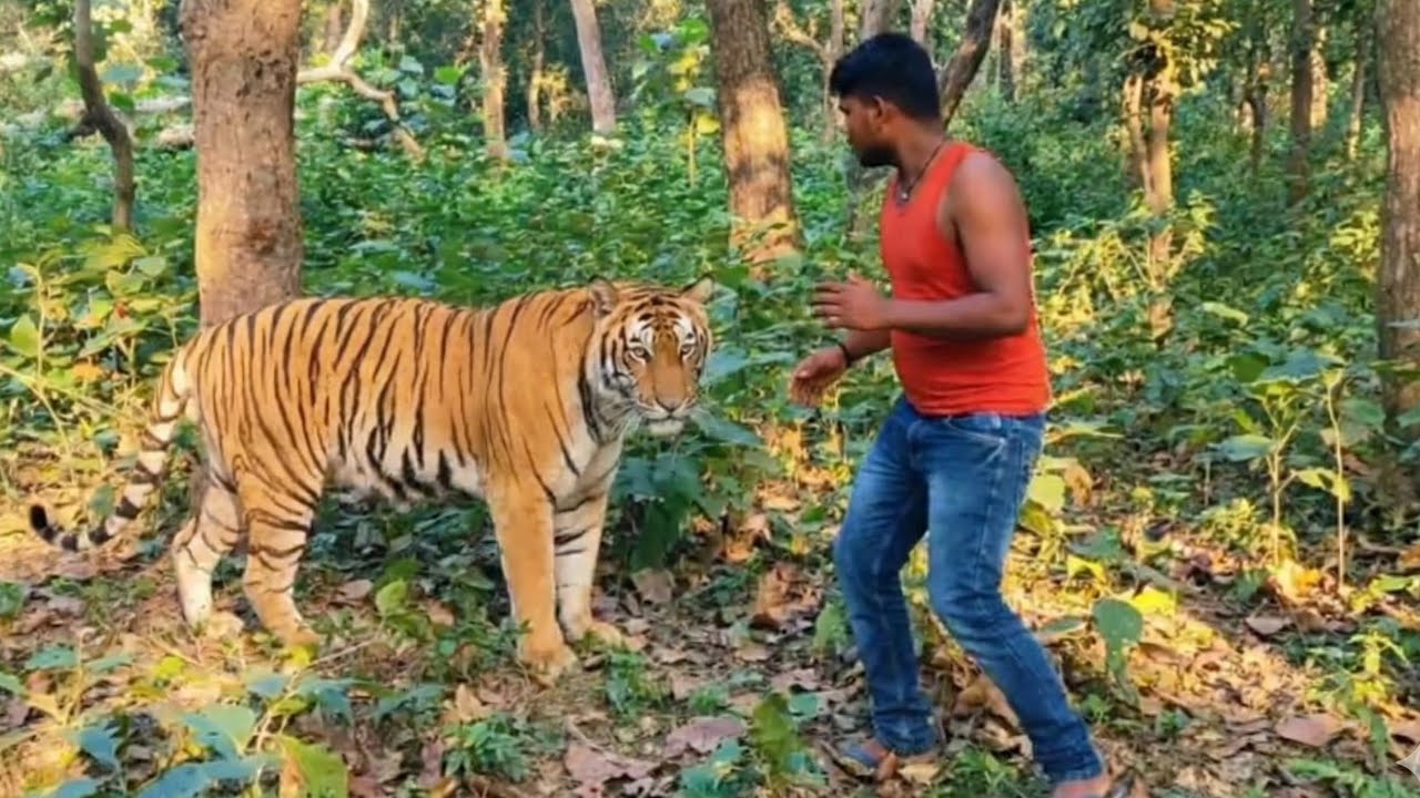 ROYAL BENGAL TIGER ATTACK ON SHEPHERD IN FOREST / JANGAL ME TIGER KA HAMALA tiger attack🌳🦁,,😍