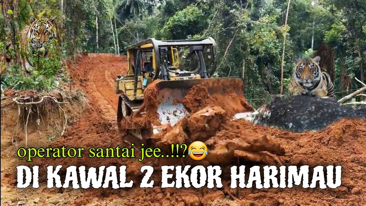 bulldozer masuk hutan buka jalan