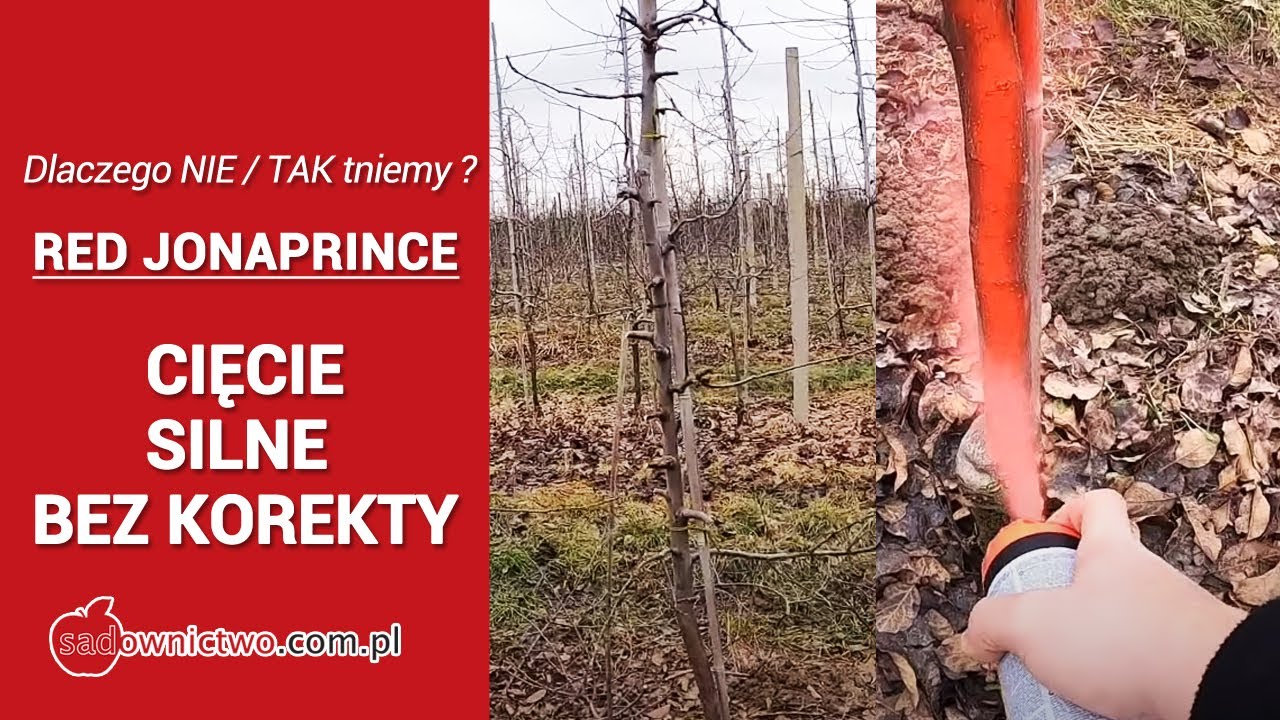 Cięcie drzew jabłoni - Dlaczego NIE/TAK tniemy ?