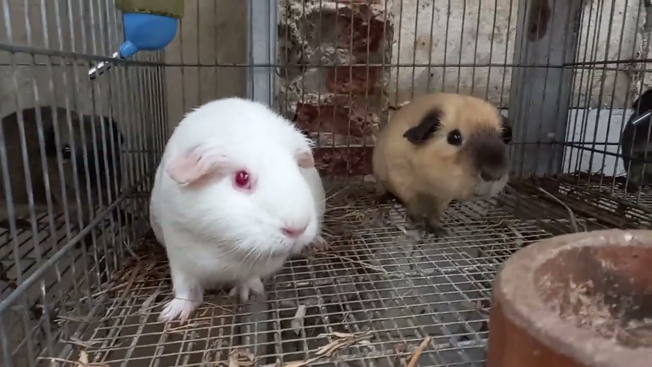 Memberi Makan Marmut, Rumput segar di sore hari.. @DjuraganMarmut  #guineapig