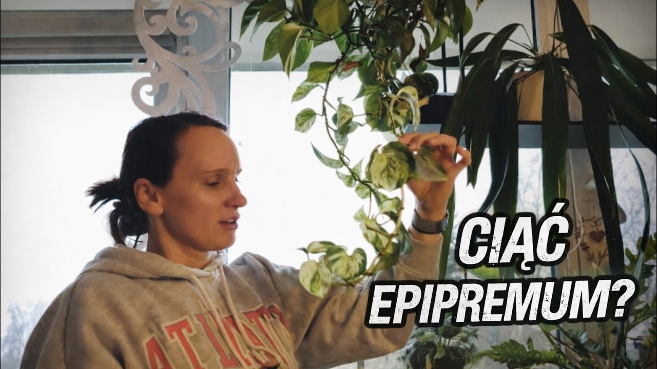 Epipremnum – przycinanie i sadzonki 🌿 Jak dbam o fiołki alpejskie | Rośliny domowe