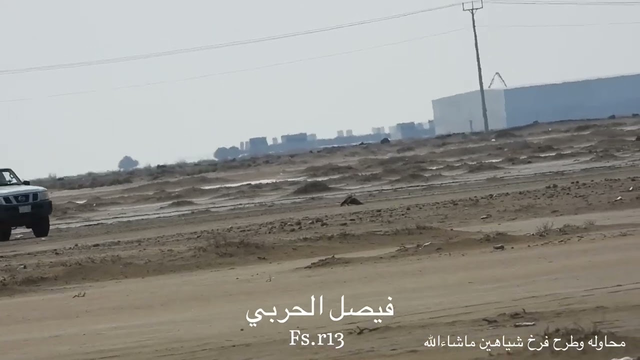 لحظة طرح فرخ شاهين في رابغ تاريخ  03 2023November