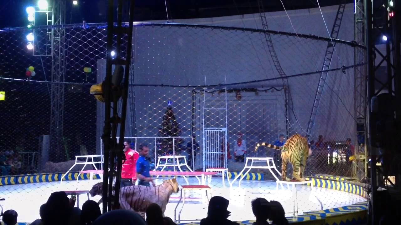 Oriental Circus Taman Safari Indonesia