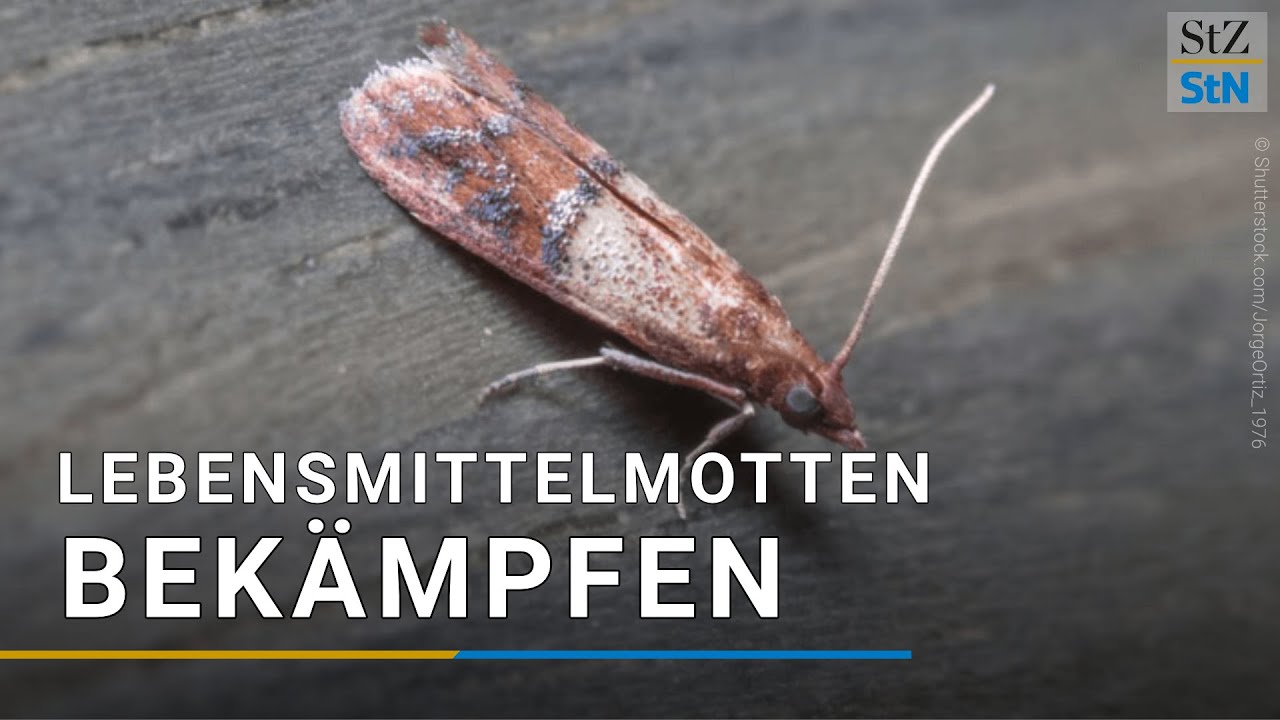Lebensmittelmotten bekämpfen – Die wirksamsten Tipps im Überblick