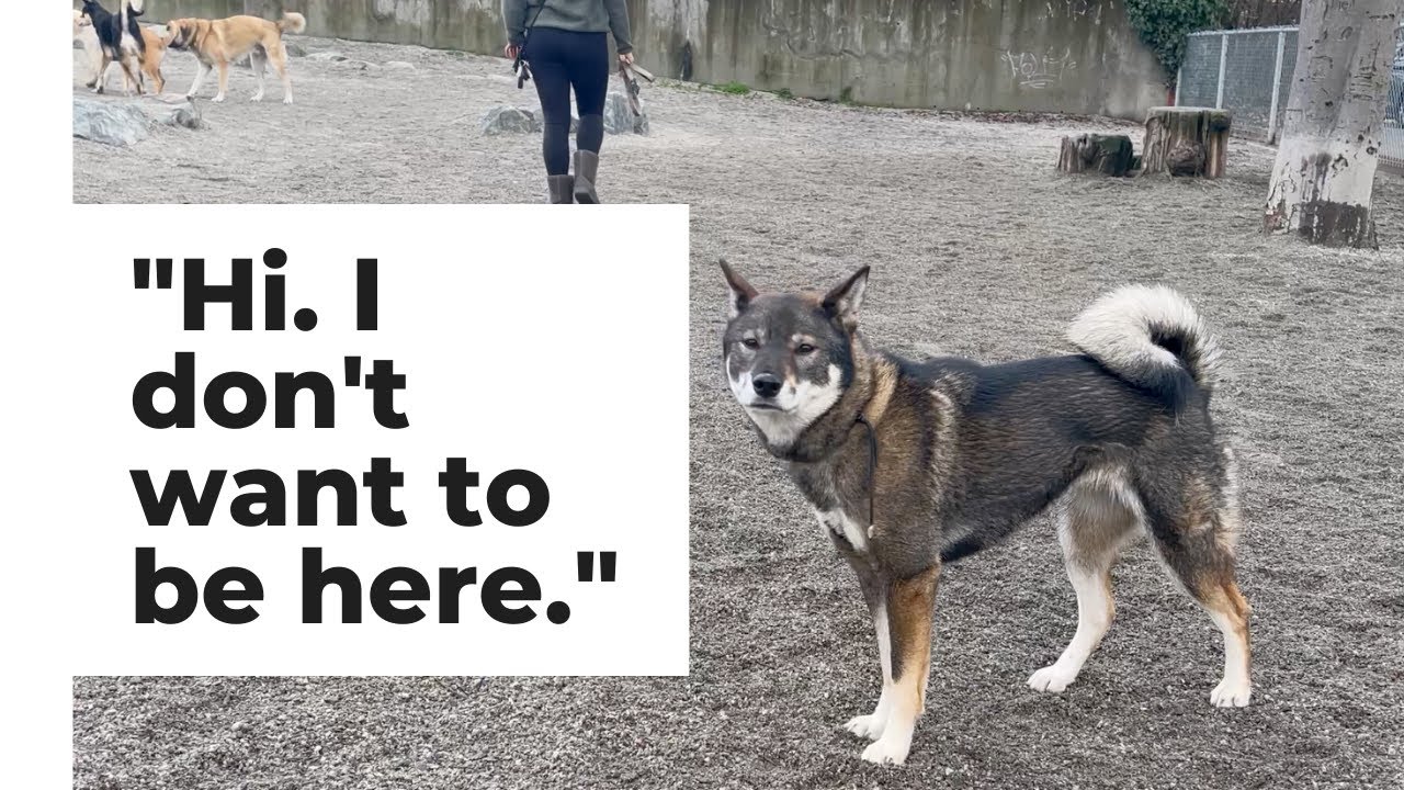 AWKWARD Shikoku-Inu dog at the dog park | Zara the Shikoku doesn't like the dark park anymore :(