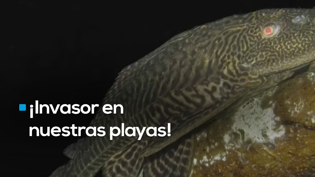 ¡Alerta en Quintana Roo! 🚨 Confirman presencia del peligroso Pez Diablo en playas mexicanas