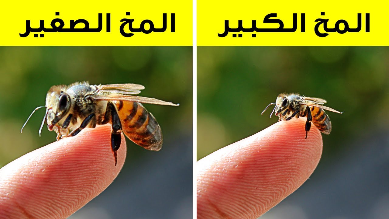 حقائق عن الحيوانات لن تصدق تركها في كتبك المدرسية