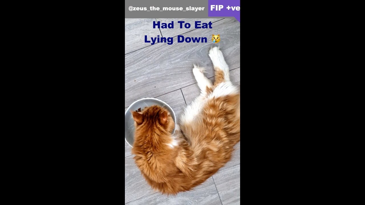 What Is FIP In Cats?