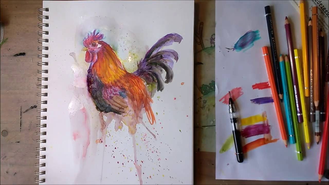 Haan tekenen met aquarelpotlood