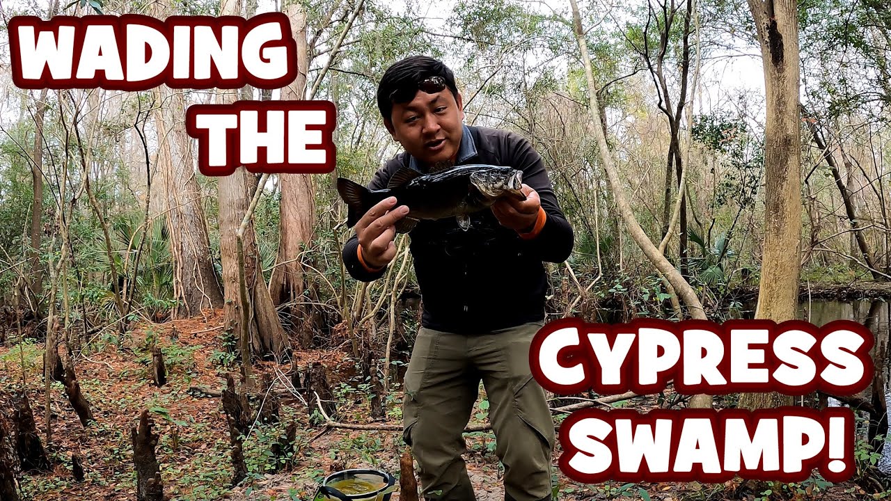 A SURPRISING DAY in the CYPRESS SWAMPS of FLORIDA...!!! [LIFER ALERT]