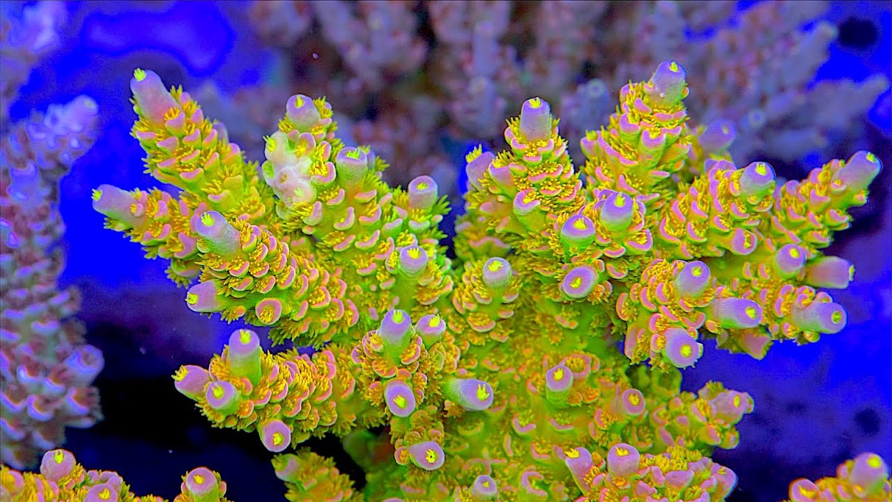 10 лучших колоний Acropora на коралловой ферме Top Shelf Aquatics
