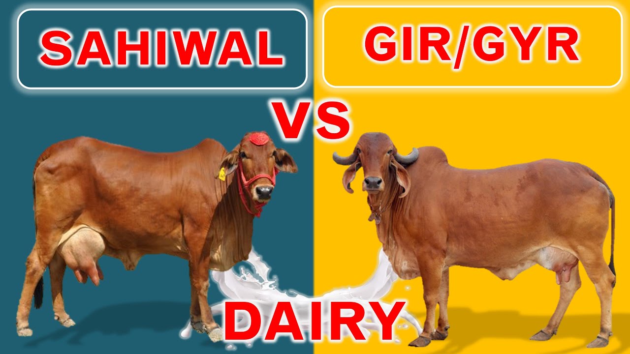 Sahiwal vs Gir or Gyr | Two Best Cow Breeds for Dairy in India and Pakistan | Plus 10 Dairy Breeds