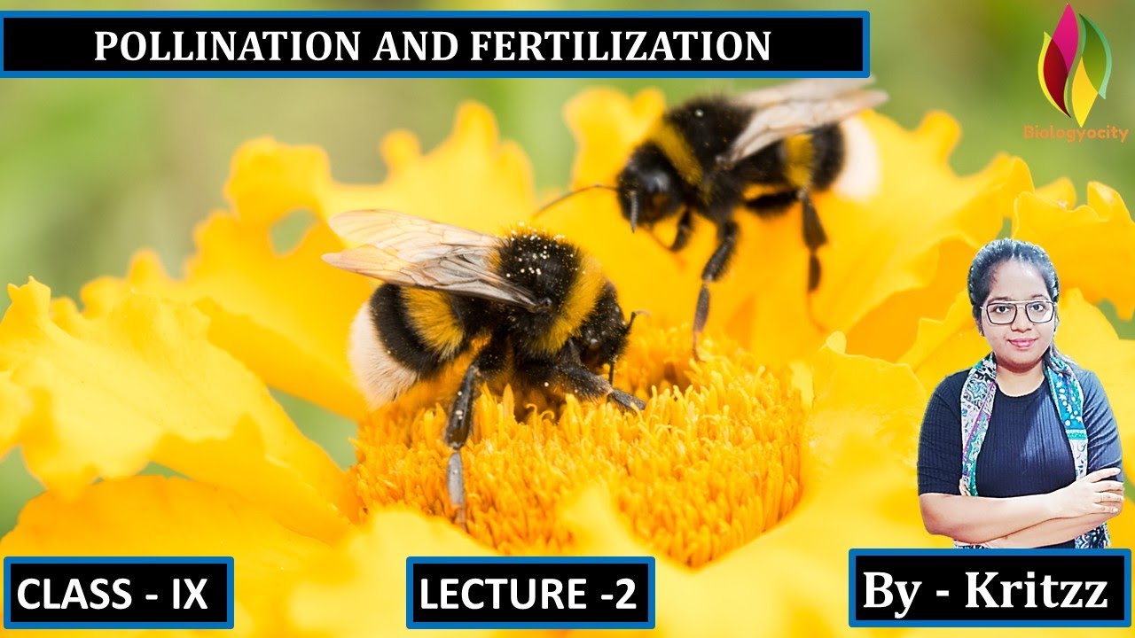 POLLINATION AND FERTILIZATION PART   2