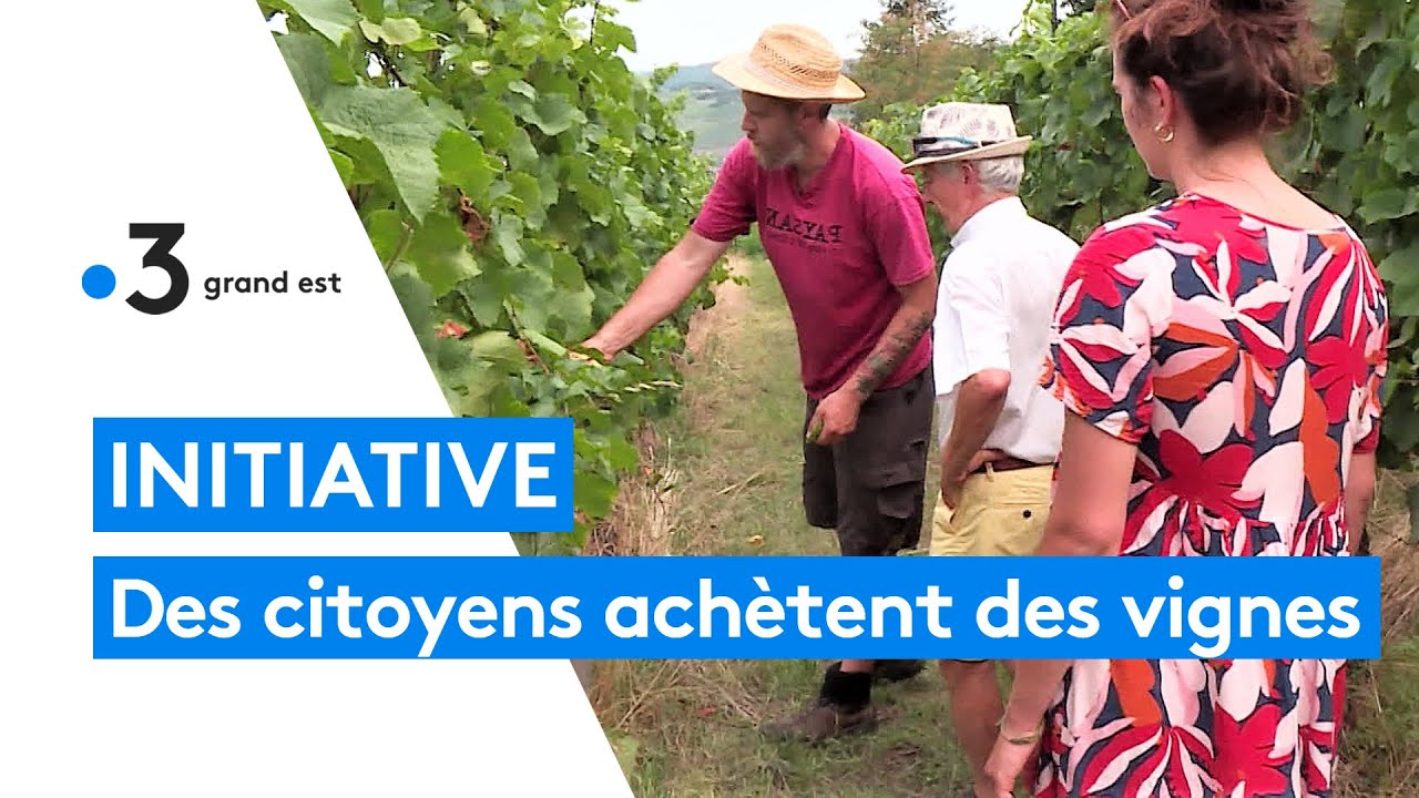 Des particuliers achètent 15 hectares de vignes pour aider un agriculteur à produire du vin naturel